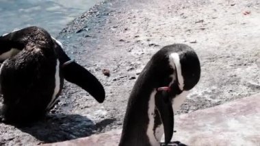 Penguen, su kıyısında tüylerini temizler.