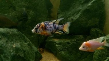 Cyrtocara moorii, kısaca kambur balina, haplokromik cichlid türünün bir türüdür. Hafif bir karakter tarafından karakterize edilmiş. Zoobenthos 'un kumlu toprağıyla beslenir.