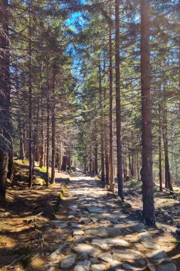 Dağların tepesindeki ormanda taş bir patika.