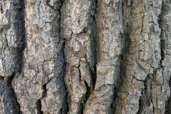 Zbliżenie Kory Starego Drzewa Tło — Zdjęcie stockowe