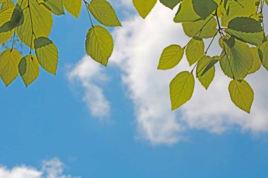 Mavi gökyüzünde yeşil ağaç dalları var. Arkaplan