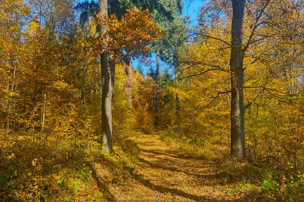 Floresta Amarela Pitoresca Outono Para Caminhar — Fotografia de Stock