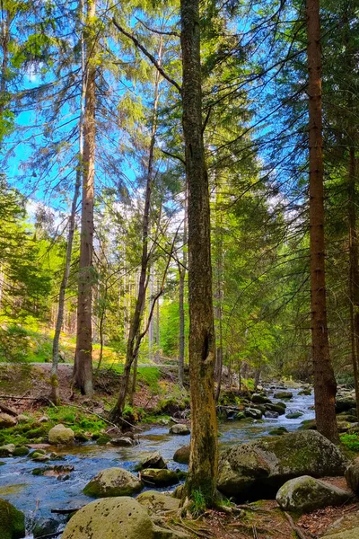 Piccolo Torrente Montagna Scorre Attraverso Rocce Nella Foresta — Foto Stock