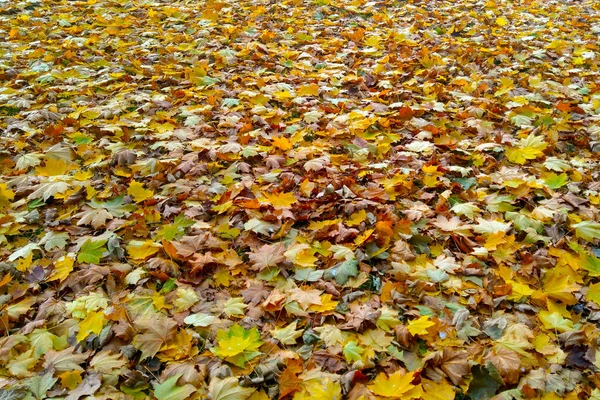 Mooie Heldere Gevallen Bladeren Grond Herfst Achtergrond — Stockfoto