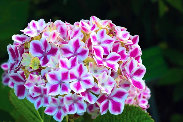 Bright Flowering Hydrangea Park Summer — Stock Photo, Image