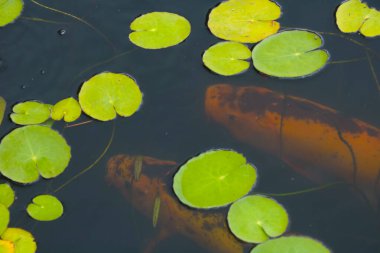 Gölette yeşil nilüfer yaprakları. Doğanın arka planı