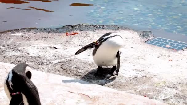 Pingüino Para Orilla Limpia Sus Plumas — Vídeos de Stock