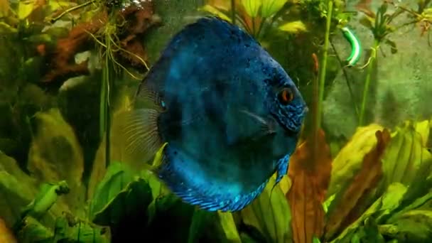 Discus Comune Symphysodon Discus Pesce Tropicale Acqua Dolce Con Pinne — Video Stock