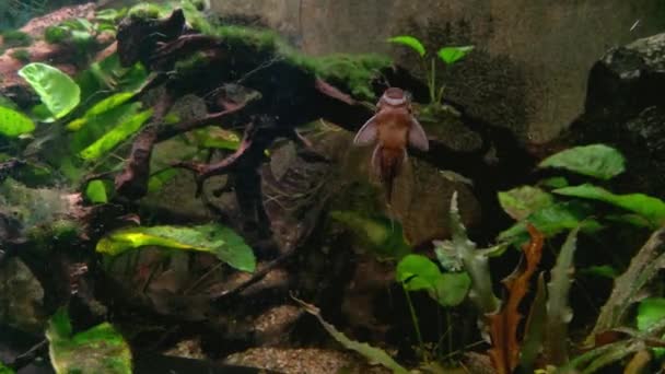Legrační Malá Ryba Blízkosti Akvária Rychle Otevře Tlamu — Stock video