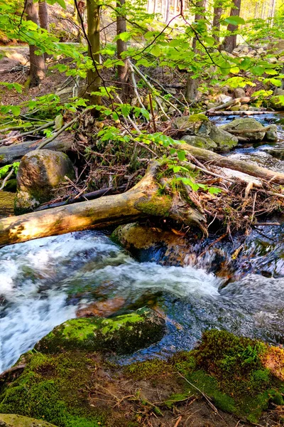 Piccolo Torrente Montagna Scorre Attraverso Foresta — Foto Stock