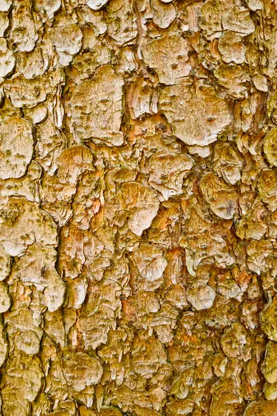 Lekka Faktura Kory Drzewa Lesie Tło — Zdjęcie stockowe