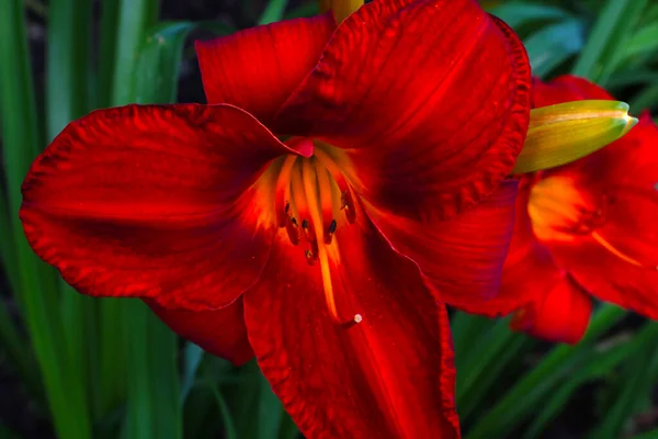 Красный Бутон Цветущей Лилии Парке Летом — стоковое фото