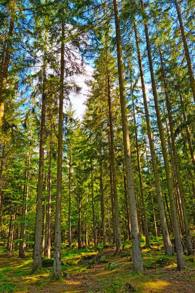Ormanın Manzarası Doğada Temiz Hava — Stok fotoğraf