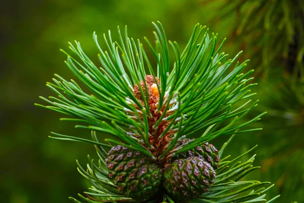 Ung Grön Gren Tall Med Kottar Skogen — Stockfoto