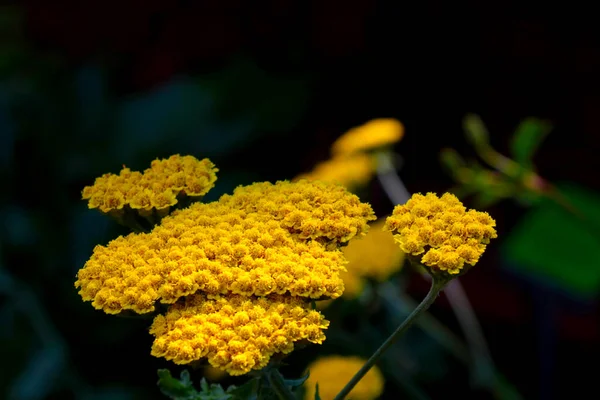 Plantă Câmp Utilă Este Tansy Utilizează Medicină — Fotografie, imagine de stoc