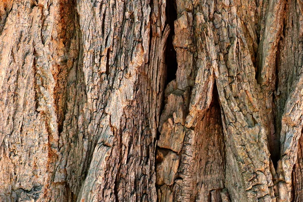 Textura Casca Uma Árvore Grande Velha Floresta Fundo — Fotografia de Stock