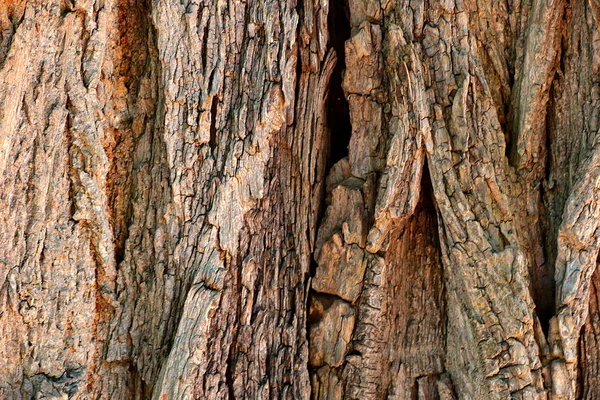 Konsistensen Barken Ett Gammalt Stort Träd Skogen Bakgrund — Stockfoto