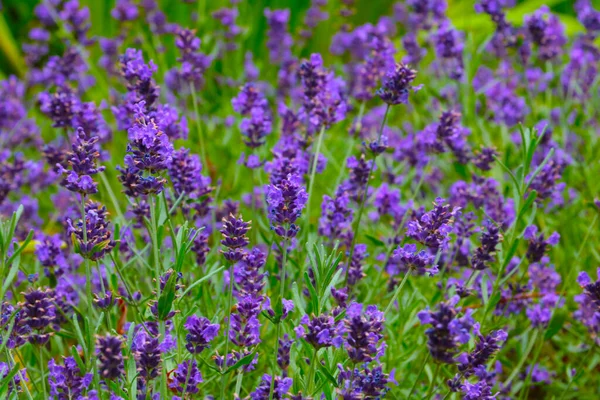 Duftender Blühender Lavendel Auf Dem Feld Wird Der Parfümerie Verwendet — Stockfoto