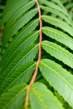 Tropikal bir bitkinin güzel yeşil dalı