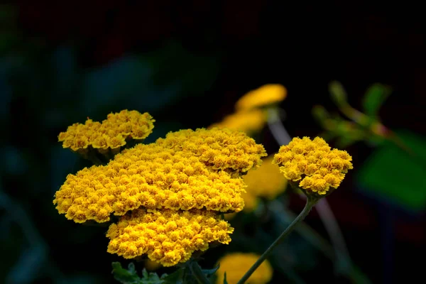 Useful Field Plant Tansy Used Medicine — Stock Photo, Image