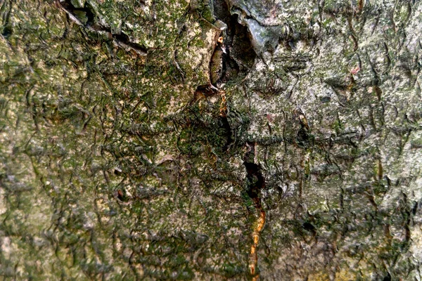 Närbild Barken Ett Träd Skogen Bakgrund — Stockfoto