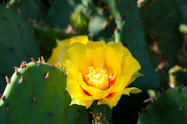 Bahçede açan güzel sarı kaktüs çiçeği