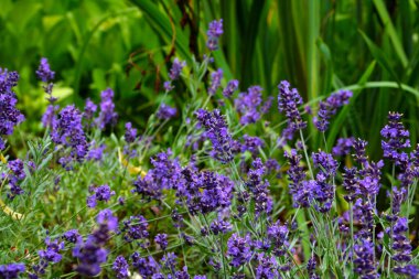 Çiçekli lavanta kokusuna yakın plan.