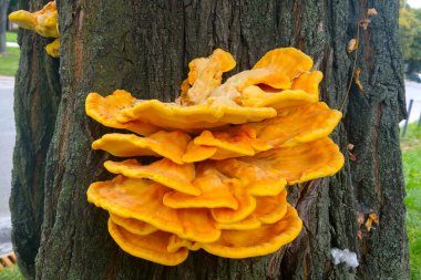 Üzerinde mantar yetişen bir ağacın gövdesi için bir koltuk değneği.