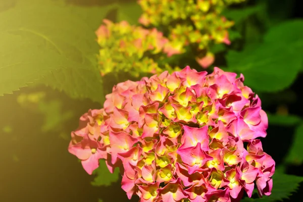Primer Plano Una Hortensia Floreciente Parque Primavera —  Fotos de Stock