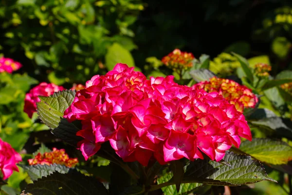 Vacker Röd Hortensia Blommar Parken Solig Dag — Stockfoto