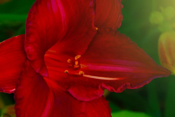 Lkbaharda Parkta Açan Kırmızı Zambak Çiçeği — Stok fotoğraf