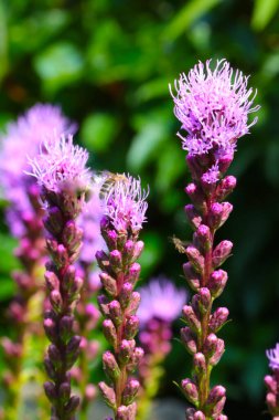 Güneşli bir günde çiçek açan kır çiçekleri ve bitkilerin manzarası