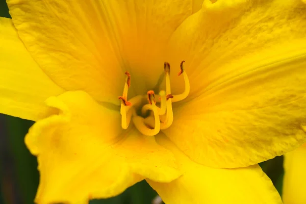 Вид Большой Желтый Цветочный Бутон — стоковое фото