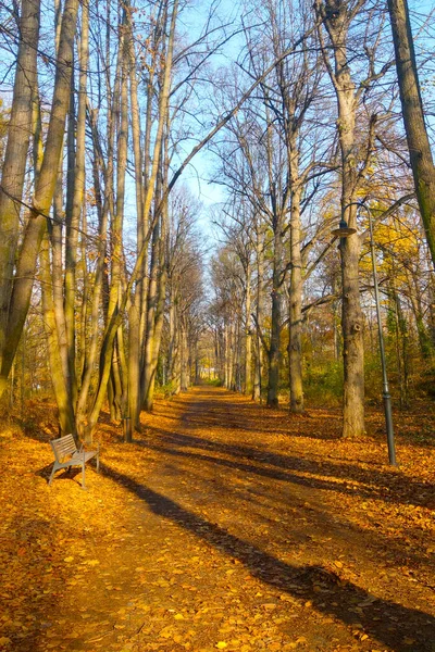 Желтая Земля Опавших Листьев Парке Осенью — стоковое фото