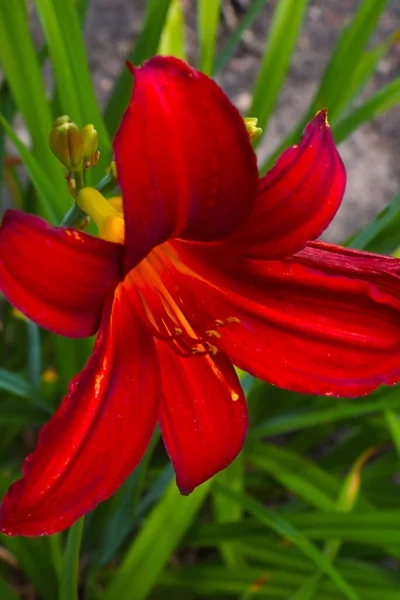 Большой Бутон Красной Цветущей Лилии Парке — стоковое фото