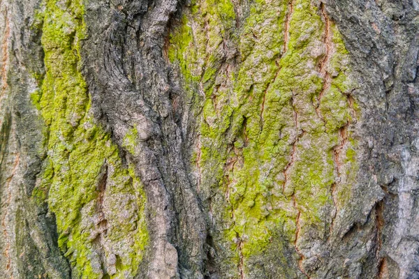 Tronco Corteza Verde Gris Árbol Viejo Fondo Textura — Foto de Stock