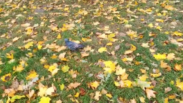 Gołąb spaceruje po trawie i opadają liście w parku. — Wideo stockowe