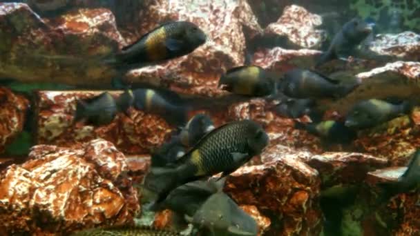 Kleine schwarz-gelbe Fische schwimmen im Wasser. — Stockvideo