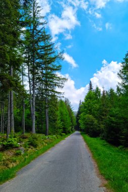Yeşil ormanda bisiklet sürmek için güzel bir yol.