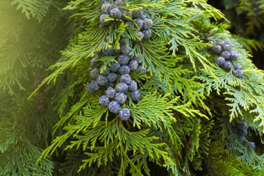 Parkta meyveleri olan yeşil bir ardıç dalı. Doğanın arka planı