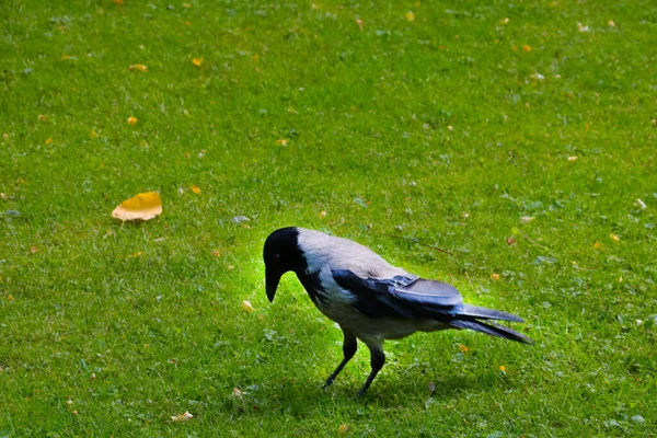 Close Corvo Andando Grama Verde — Fotografia de Stock