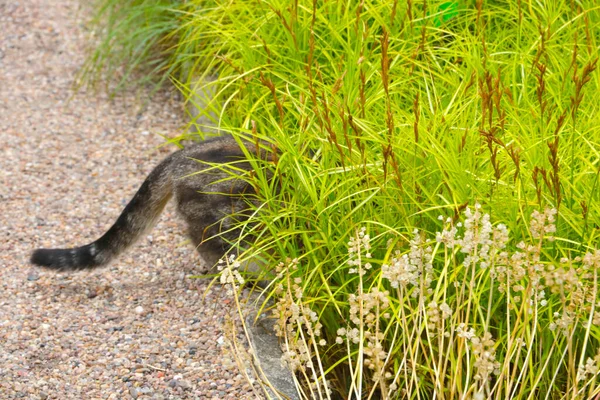 Out Focus Blurry Background Cat Tail Sticking Out Grass — Stock Photo, Image