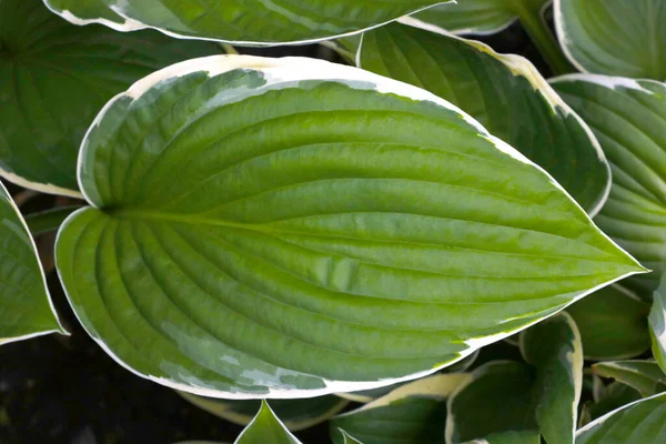 熱帯の家の植物の美しい緑の葉 — ストック写真