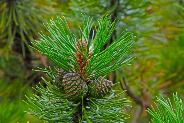 Una Rama Verde Pino Con Conos Jóvenes Bosque — Foto de Stock