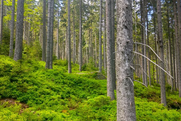 Dağlık Bölgede Güzel Yeşil Ladin Ormanı — Stok fotoğraf