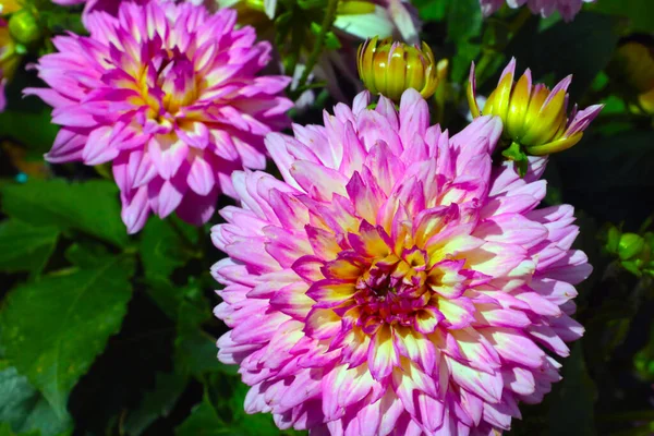 Vackra Blommande Dahlia Parken Hösten Bakgrund Till Naturen — Stockfoto