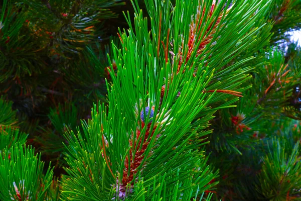 Beautiful Young Green Branch Pine Forest — Stock Photo, Image