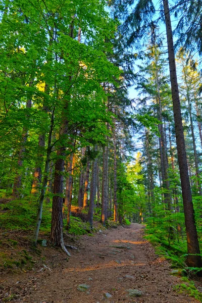 在森林的山区小径上远足 新鲜空气 积极的生活方式 — 图库照片