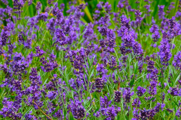 Hell Blühender Duftender Lavendel Auf Der Wiese Wird Der Parfümerie — Stockfoto