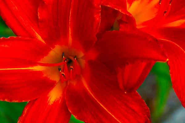 Zbliżenie Kwitnącej Czerwonej Lilii Parku Wiosną — Zdjęcie stockowe